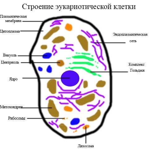 Схема строения клетки гриба