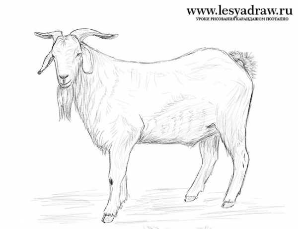 Козел раскраска для дошкольников
