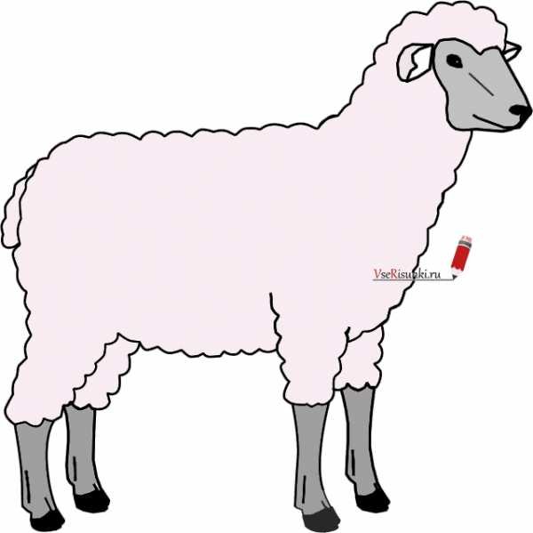 Рисование овцы