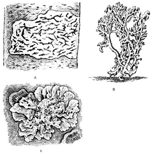 Накипные лишайники схема