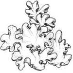 Лишайник контур