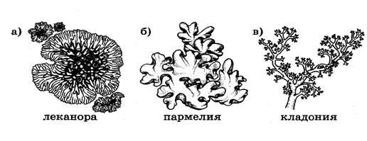 Леканора лишайник рисунок