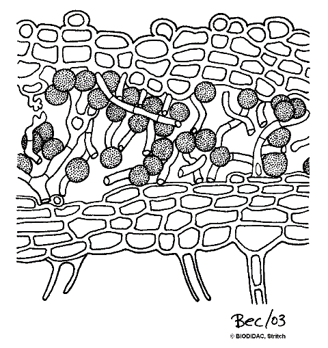 Поперечный срез таллома лишайника