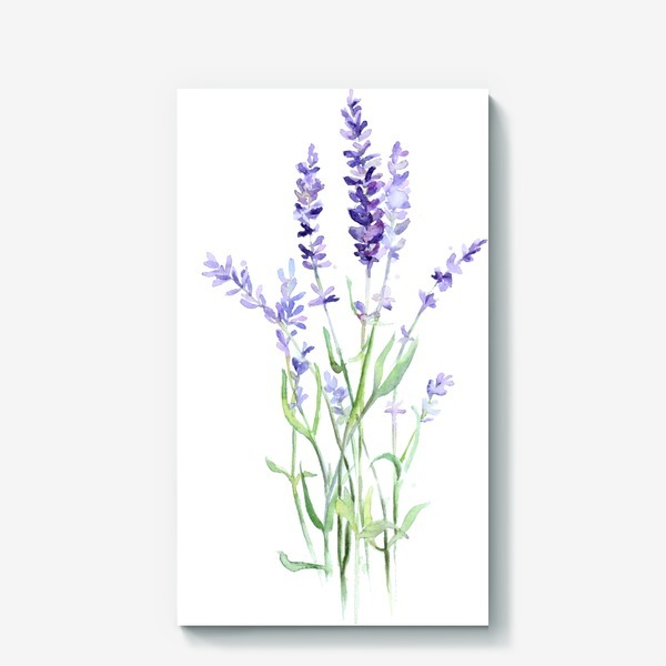 Лаванда рисунок