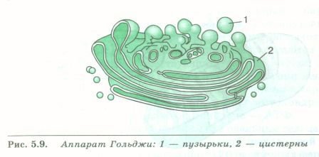 Органоид комплекс Гольджи