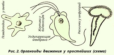 Органоиды движения строение рисунок