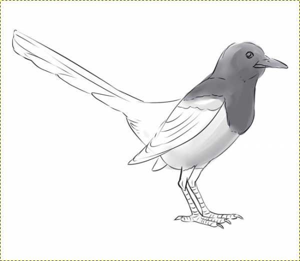 Сорока раскраска