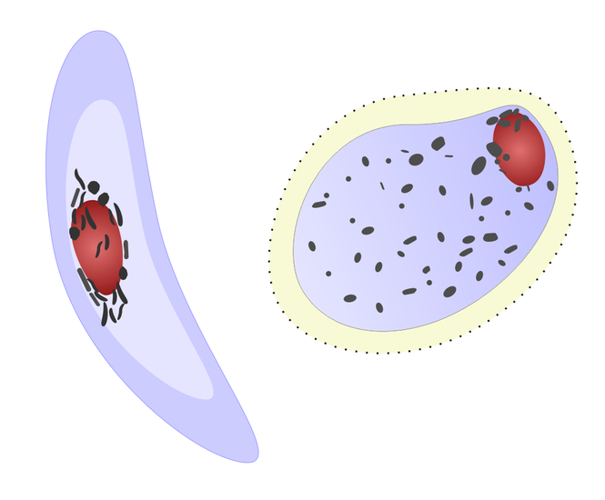 Малярийный плазмодий клетка. Споровики малярийный плазмодий. Малярийные плазмодии Plasmodium. Споровики малярия. Малярийный плазмодий вегетативная форма.