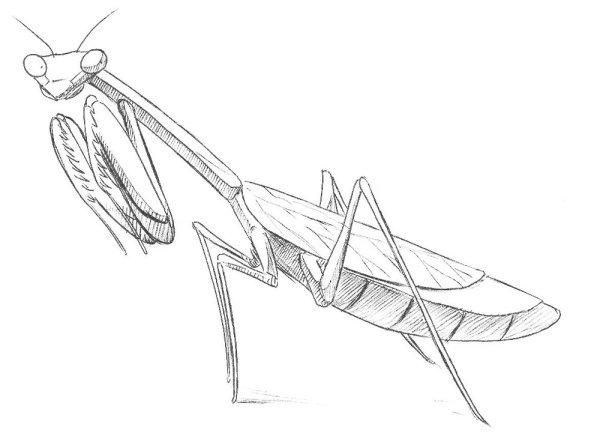 Богомол рисунок