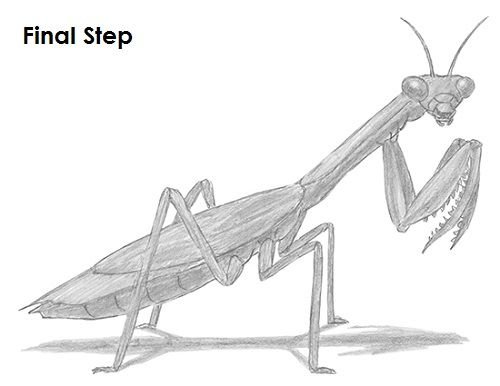 Богомол раскраска для детей