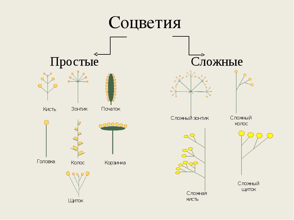 Пшеница простой или сложный. Простые и сложные соцветия 6 класс биология. Сложные соцветия. Простые соцветия. Простые и сложные соцветия.