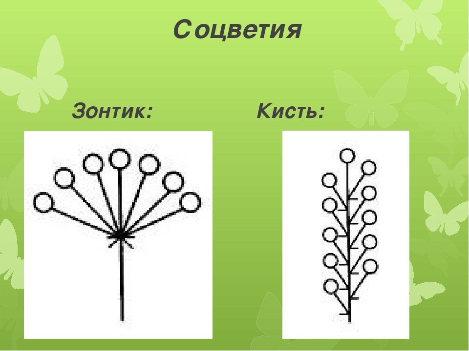 У каких растений зонтик. Соцветие зонтик. Соцветие кисть. Кисть и зонтик сложные соцветия. Схема соцветия кисть.
