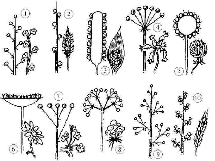 Какие соцветия изображены на рисунках. Строение соцветия Колос. Соцветия 6 класс биология. Соцветия 6 класс биология рисунки. Схемы типов соцветий покрытосеменных растений.