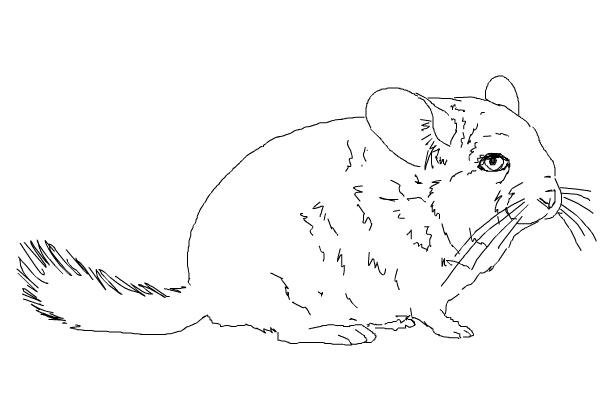 Раскраска шиншилла