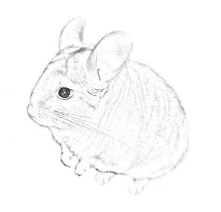 Раскраска шиншилла