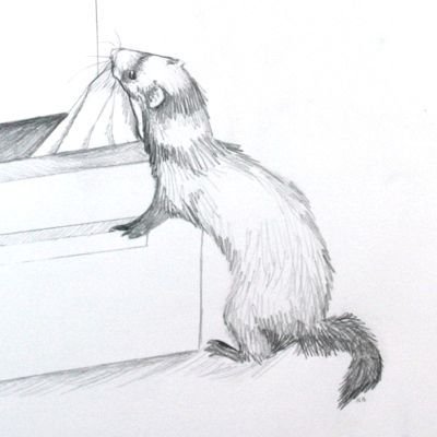 Хорек рисунок карандашом