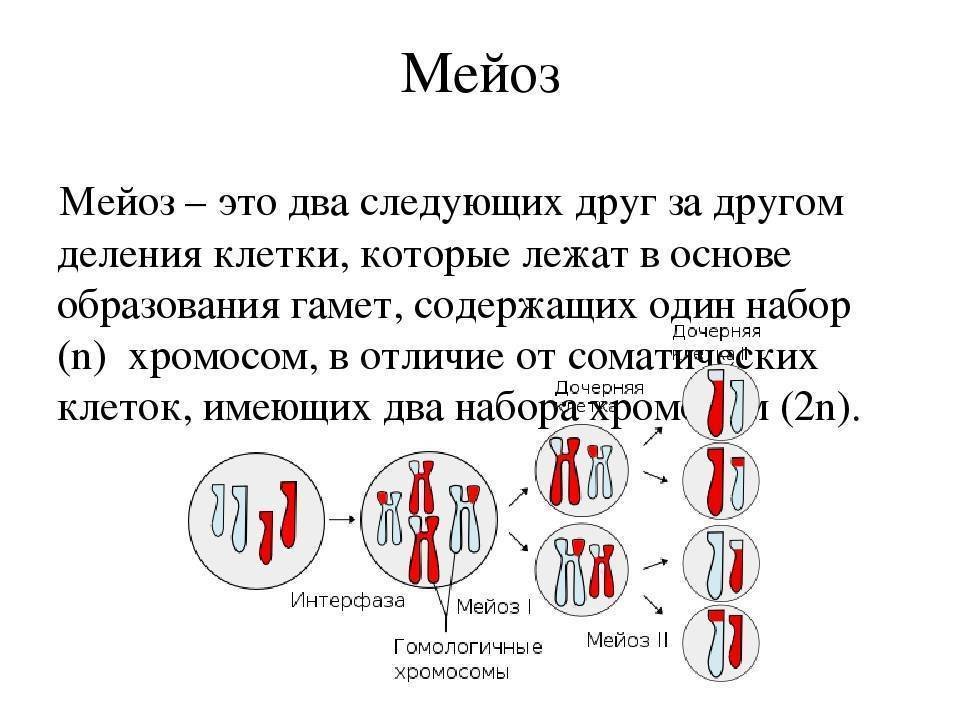 Хромосомы двухроматидные в какой фазе мейоза. Мейоз 1 схема. Редукционное деление мейоза это в биологии. Фазы мейоза 1. Мейоз 1 по фазам.