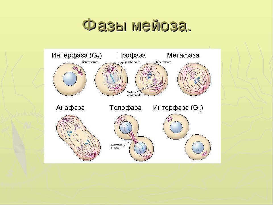 Этапы деления клетки 6. Мейоз стадии строение. Деление клетки мейоз 1 фазы. Мейоз 1 схема по фазам. 1 Деление мейоза фаза профаза.