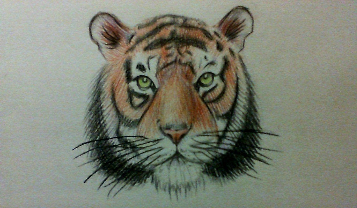 Голова тигра нарисовать легко - 87 фото