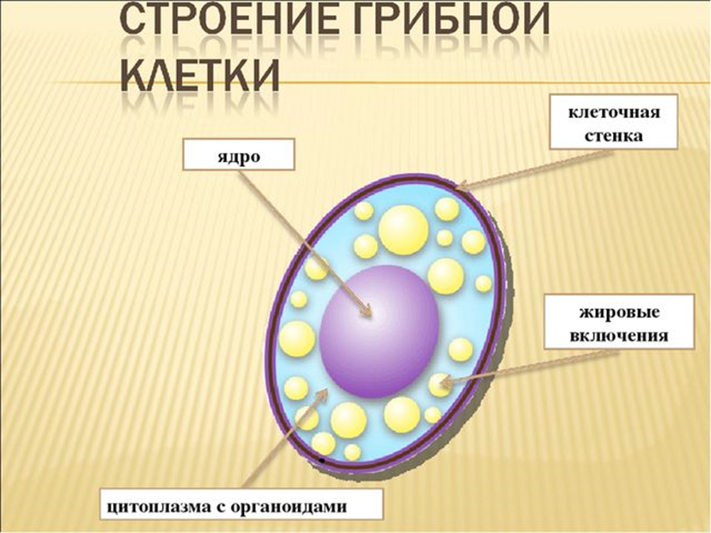 В клетках грибов есть ядро. Строение клетки ядро цитоплазма мембрана. Клетка ядро цитоплазма мембрана. Клеточная стенка мембрана цитоплазма. Клеточная стенка органоид.