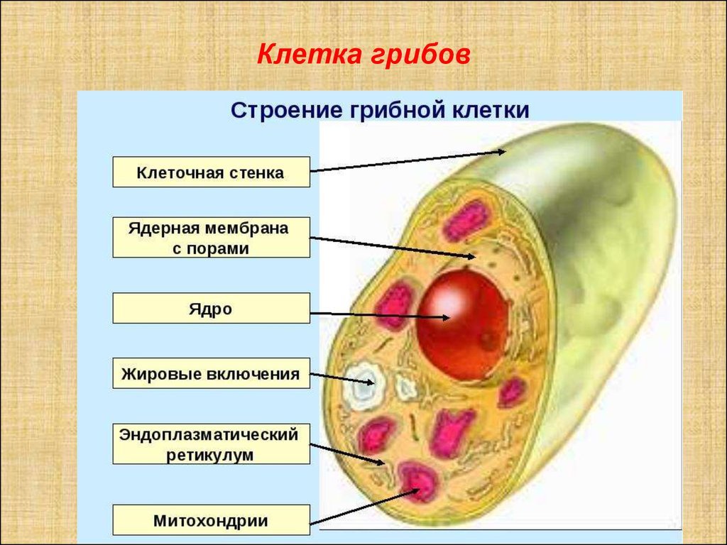 Для грибной клетки характерна оболочка из хитина