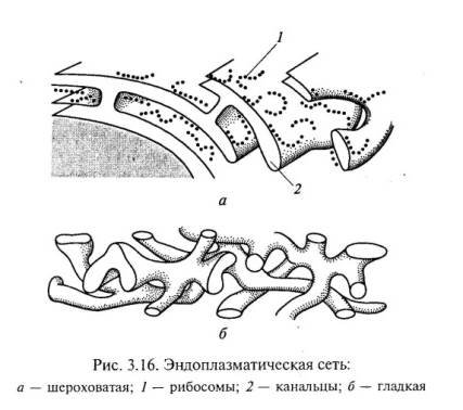 Строение эндоплазматической мембраны