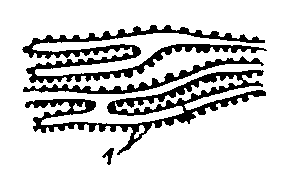 Гладкая эндоплазматическая сеть в клетке