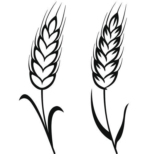 Колос пшеницы раскраска