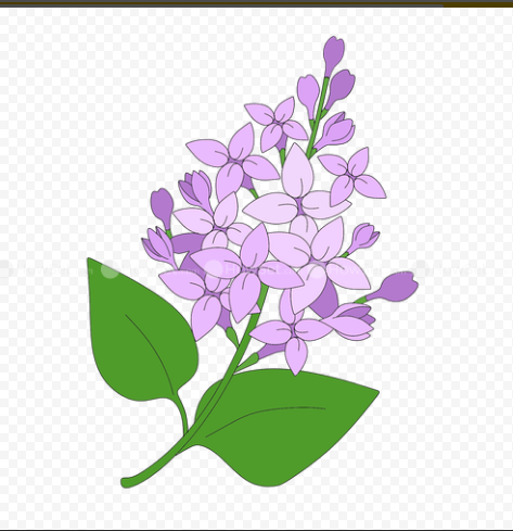 Ветка сирени рисование