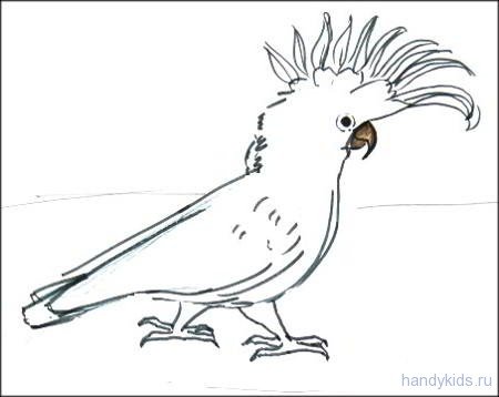 Разукрасить Какаду карандашом