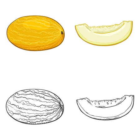 Дыня рисунок