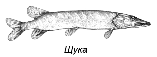 Щука простым карандашом