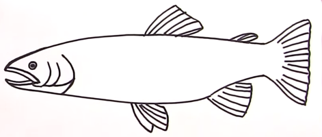 Щука раскраска для детей