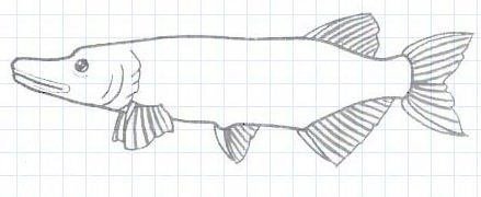 Щука карандаш