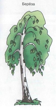 Береза рисунок для детей