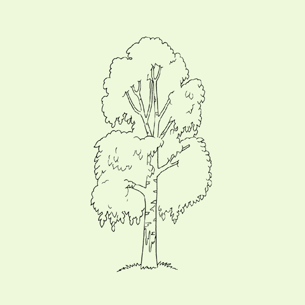 Береза карандашом