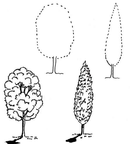 Поэтапное рисование тополя