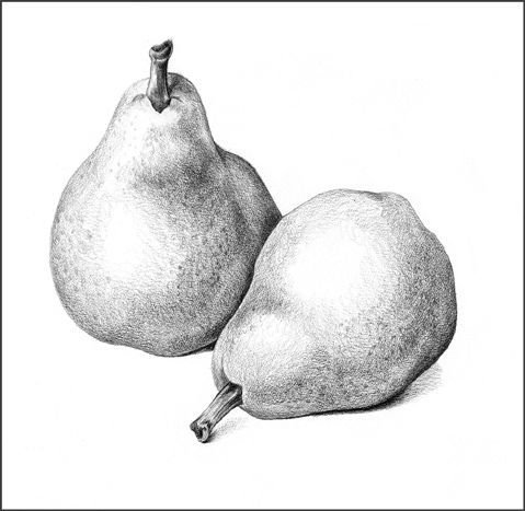 Груша простым карандашом