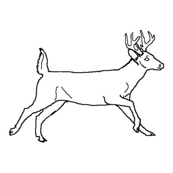Бегущий олень раскраска