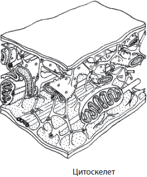 Цитоскелет рисунок простой рисунок (48 фото)