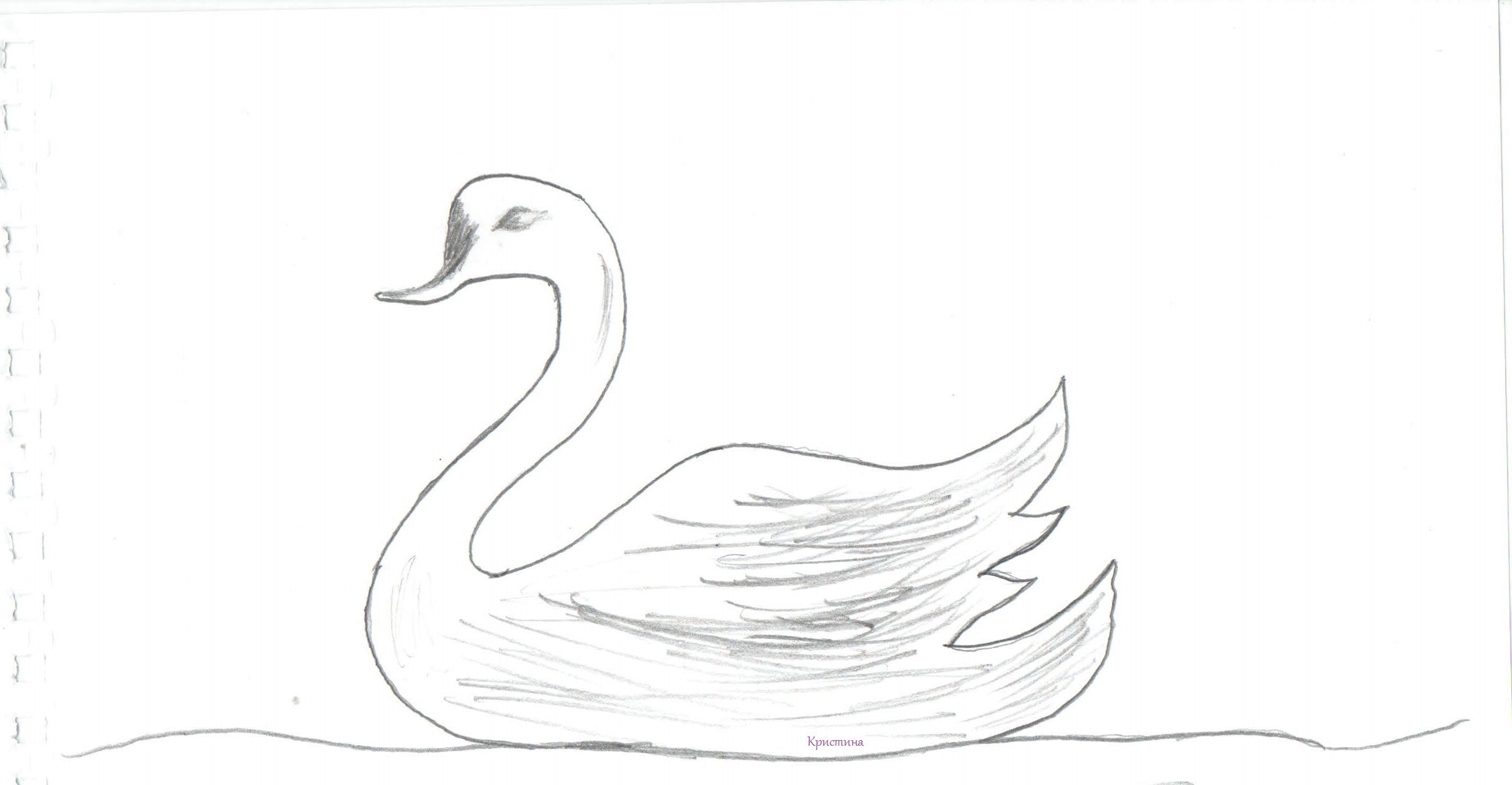 Рисунок лебедя карандашом для начинающих