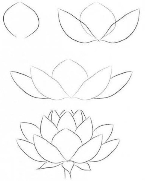 Цветы для срисовки лёгкие карандашом