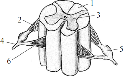 Строение спинного мозга подписать