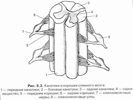 Спинной мозг рисунок с обозначениями