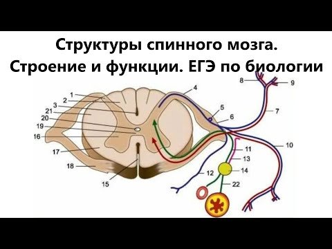 Строение спинного мозга задание 2