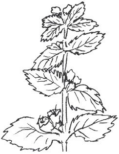 Крапива двудомная чб