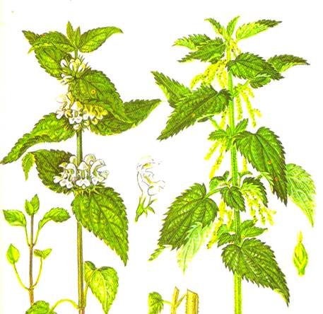 Крапива двудомная корень