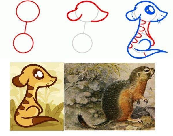 Хорёк для срисовки