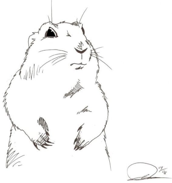 Хорек раскраска