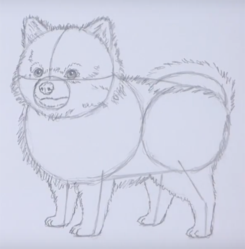 Шпиц карандашом для начинающих
